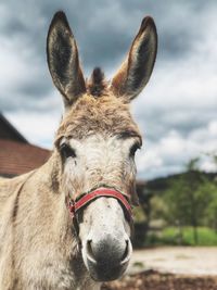 Close-up portrait of a horse against sky