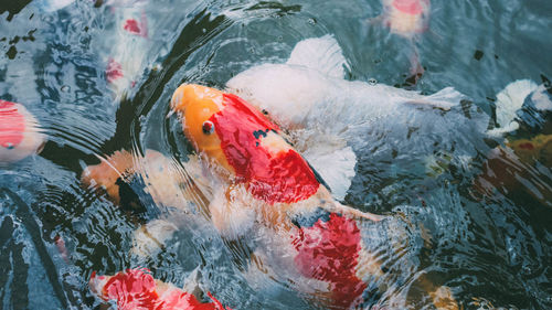 High angle view of koi carps swimming in lake