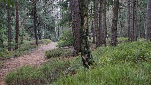 Trees growing in forest
