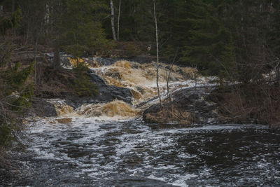 River stream amidst trees in forest