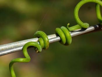 Close-up of barbed wire fence