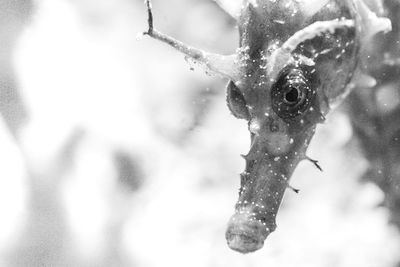 Close-up of fish in water