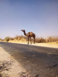 Horse standing on desert road against clear sky