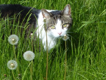 Portrait of cat on field