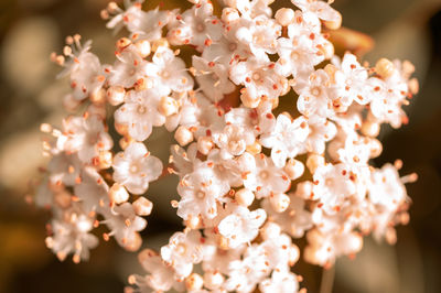 Close-up of cherry blossom