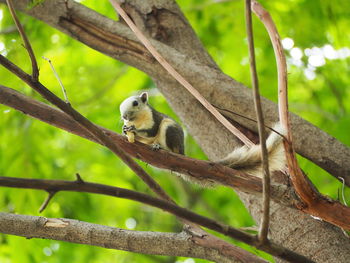 Close-up of bird perching on tree