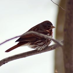 Close-up of bird perching on tree