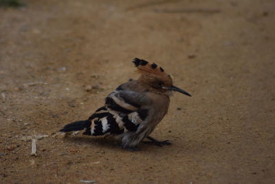 Close-up of a bird