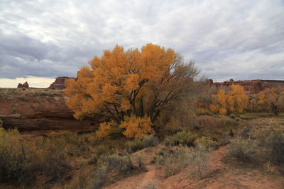 Trees on landscape against sky during autumn