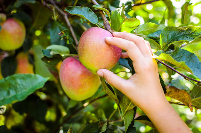 Cropped image of hand holding apple