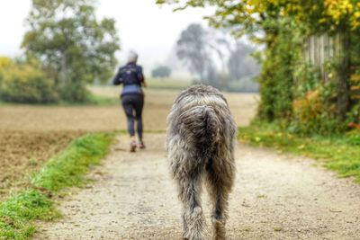 Rear view of dog walking on footpath