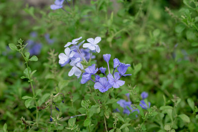 Close-up of purple flowering plants