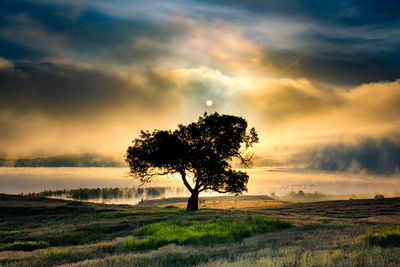 View of lone tree on landscape at sunset