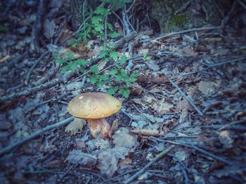 High angle view of mushroom growing on field