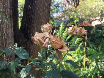 Close-up of dried plant on tree trunk