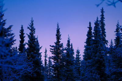 Pine trees in forest against clear sky