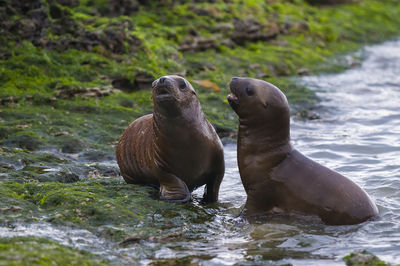 Close-up of sea lion