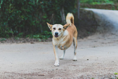 Portrait of dog standing on road