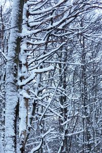 Frozen tree during winter