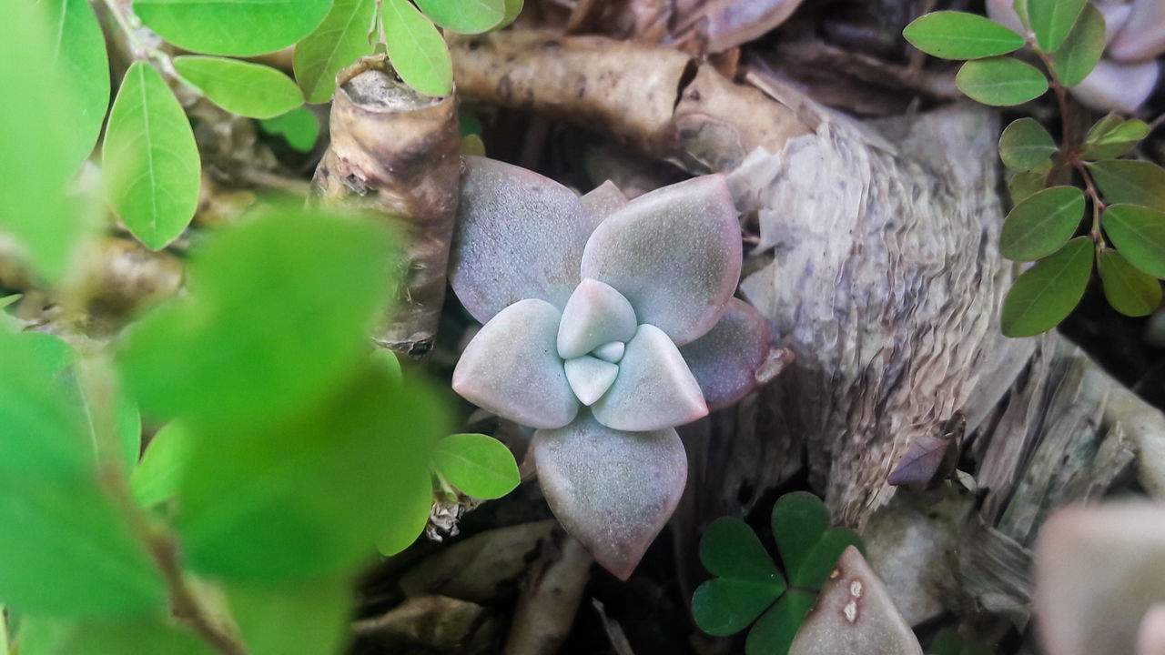 CLOSE-UP OF WILD MUSHROOMS ON ROCK