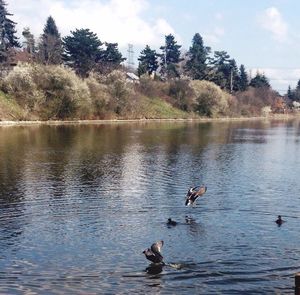 Bird swimming in lake