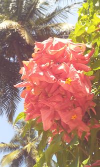 Low angle view of flowers on tree