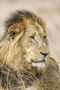 Close-up of lion at kruger national park