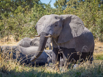 Elephant on field