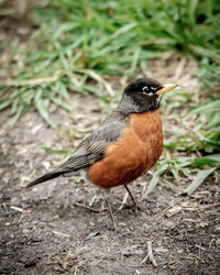 Close-up of bird perching on a field