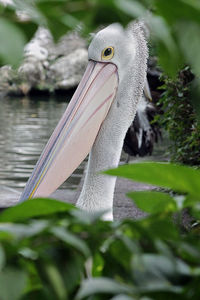 Close-up of pelican seen through plants