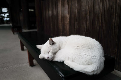 Close-up of white cat sleeping