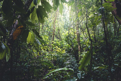 Trees growing in forest