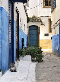 View of a cat on alley amidst buildings