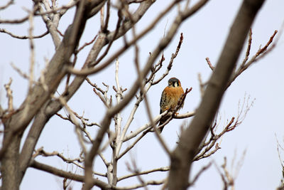 Low angle view of bird perching on tree against sky