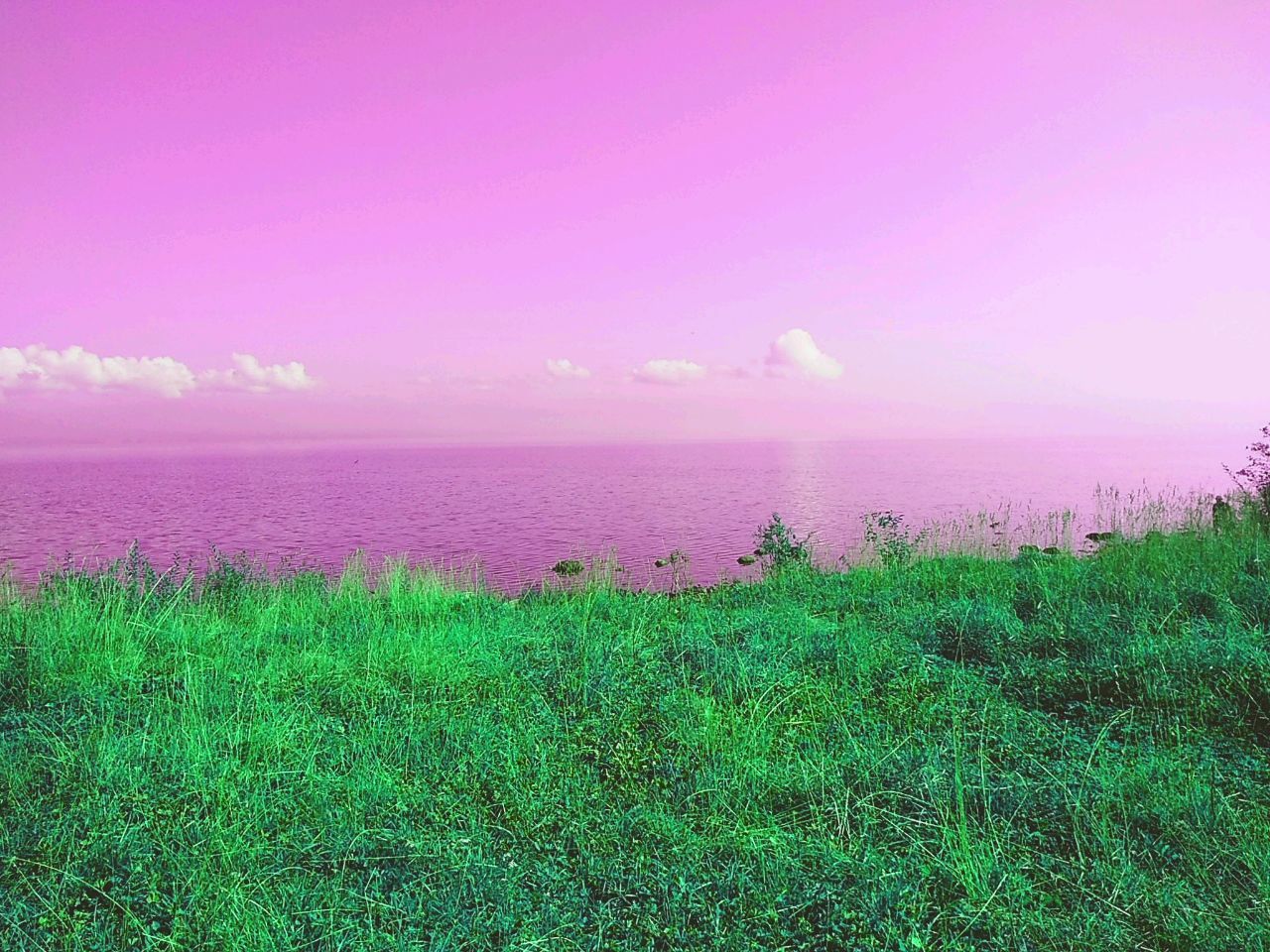 plant, beauty in nature, grass, scenics - nature, water, tranquility, sky, tranquil scene, sea, nature, pink color, land, growth, green color, horizon, no people, horizon over water, day, idyllic, outdoors