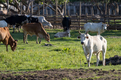 Cows in a field