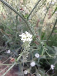 Close-up of white flowers blooming outdoors