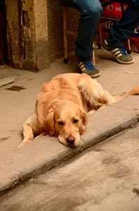 Dog relaxing on bed