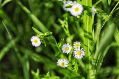 Close-up of white flowering plant on field