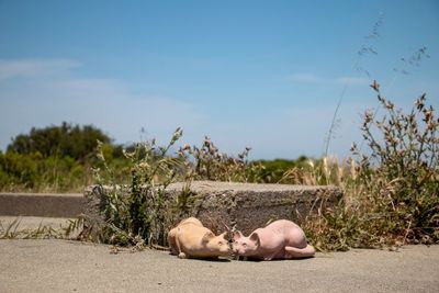 View of sleeping resting on land against the sky