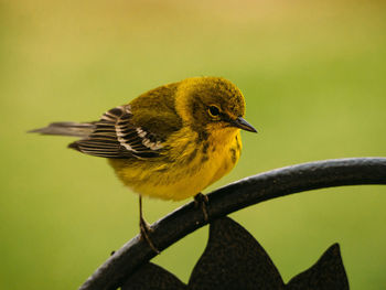 Close-up of bird perching on yellow leaf