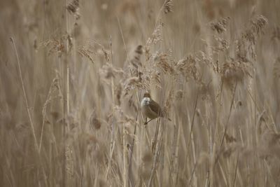 Reed warbler looking in field
