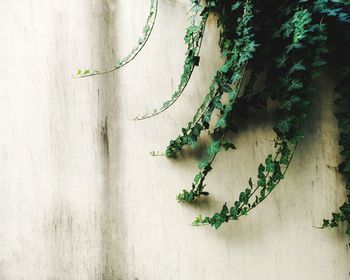 Close-up of ivy on wall