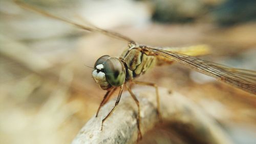 Close-up of insect