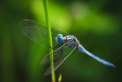 Close-up of dragonfly on leaf