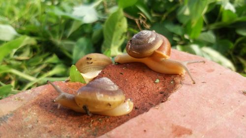 Close-up of snail on mushroom