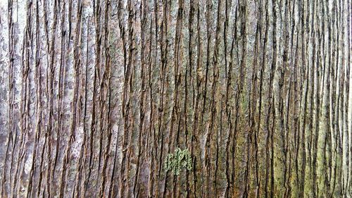 Full frame shot of tree trunk