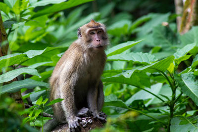 Monkey sitting on plant