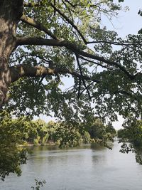 Scenic view of lake in forest against sky