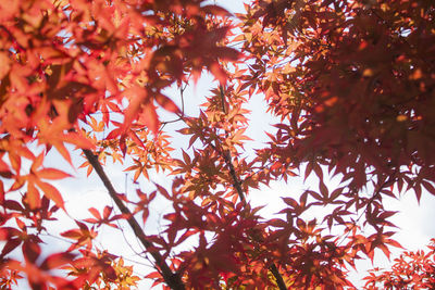 Low angle view of autumnal tree